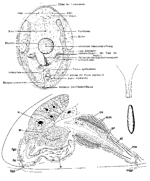 Byrsophlebs graffi