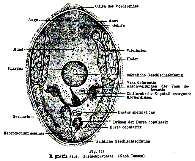 Byrsophlebs graffi