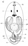 Platyhelminthes (flatworms)