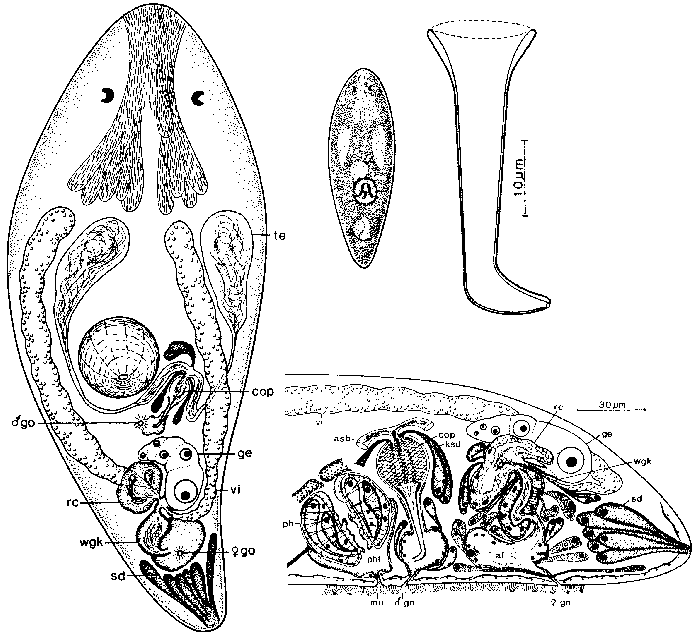 Byrsophlebs caligulachaena