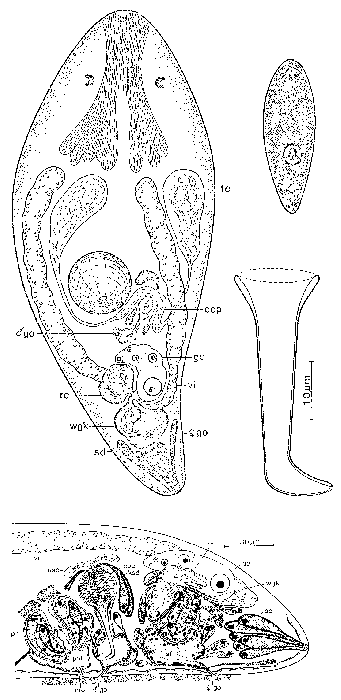 Byrsophlebs caligulachaena