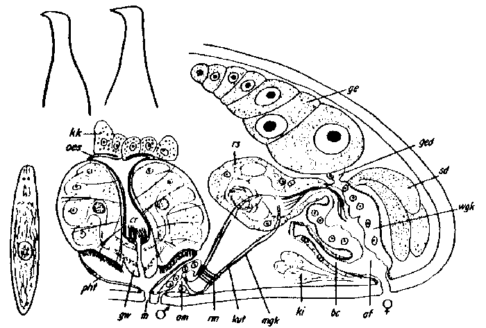 Byrsophlebs simplex