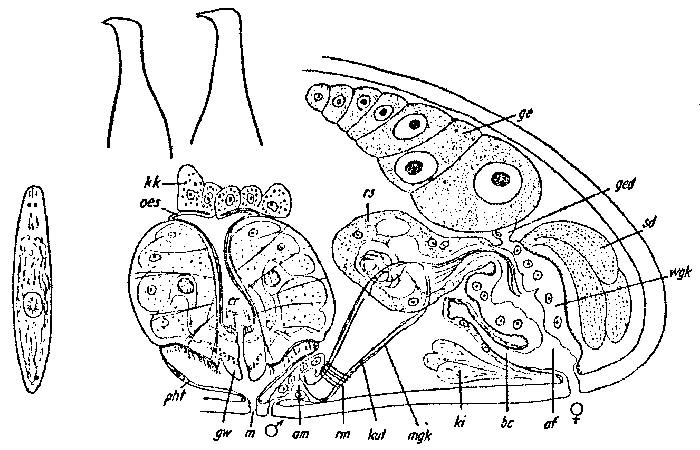 Byrsophlebs simplex