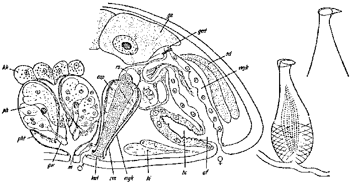 Byrsophlebs uncinata