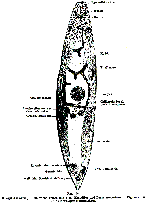 Maehrenthalia agilis