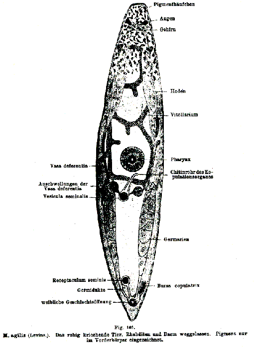 Maehrenthalia agilis