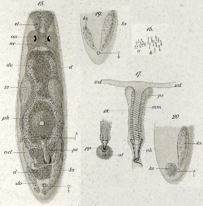 Maehrenthaliella intermedia