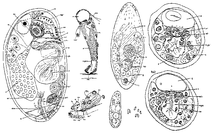 Parabyrsophlebs coeca