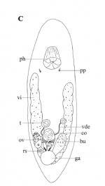 Acrochordonoposthia conica