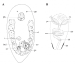 Acrochordonoposthia reversa