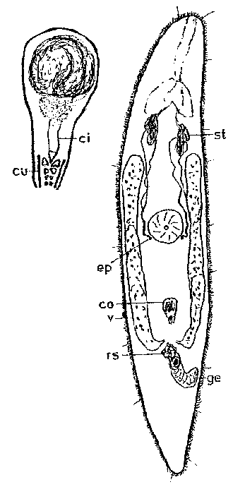 Adenocerca bresslaui