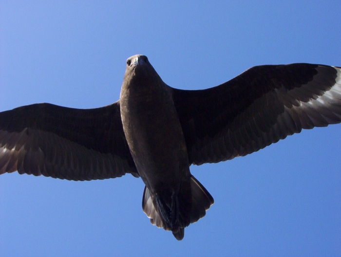 Skua (Catharacta maccormicki) Skua (Catharacta maccormicki)