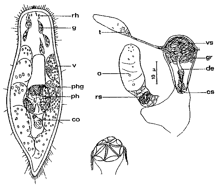 Adenocerca minima