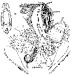 Chorizogynopora italica