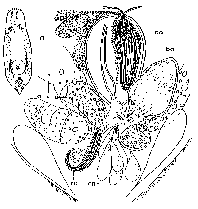 Chorizogynopora italica