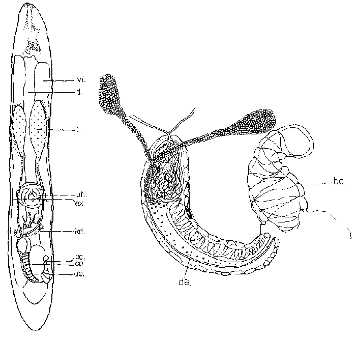 Krumbachia styriaca