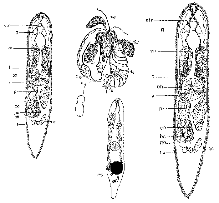 Krumbachia appendiculata