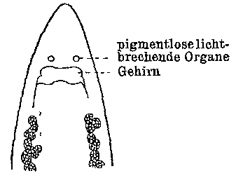 Olisthanella exigua