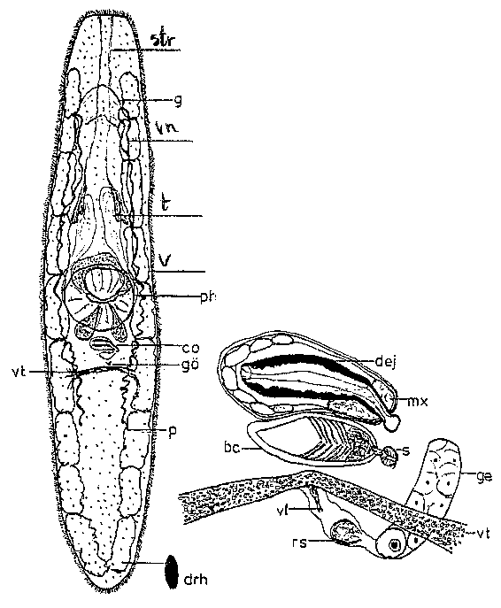 Krumbachia guttulata