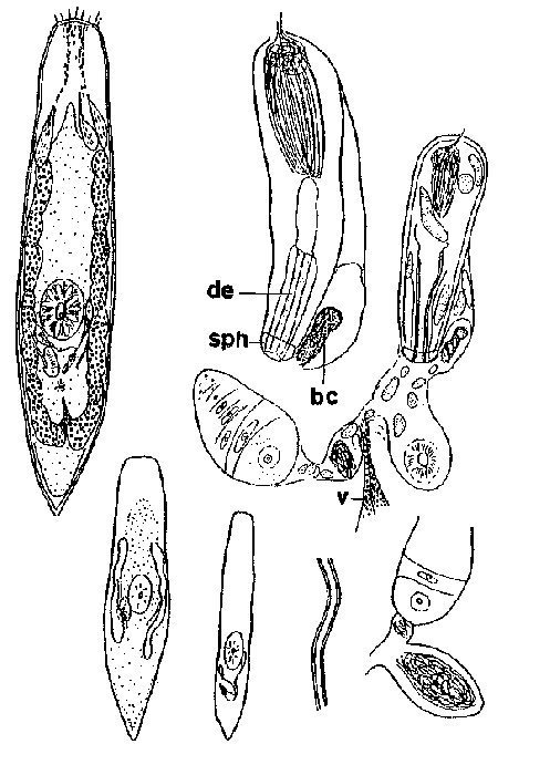 Krumbachia microbursalis