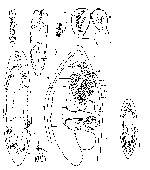 Olisthanellinella rotundula