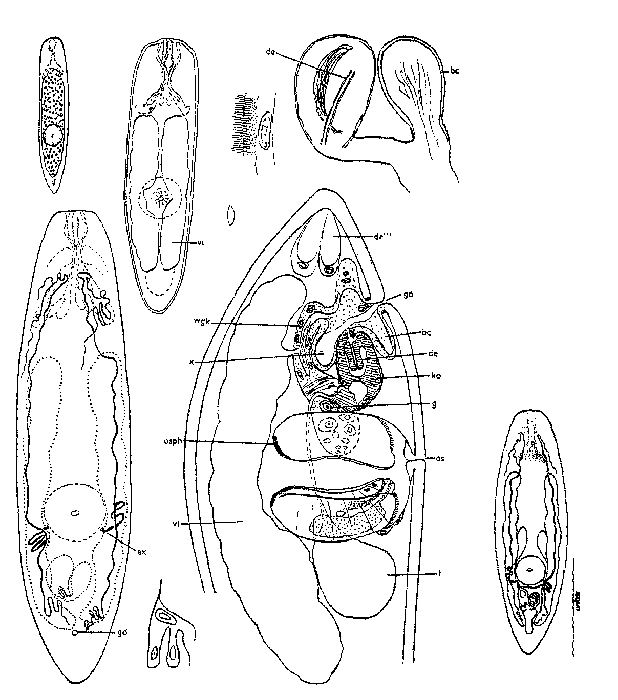 Olisthanellinella rotundula