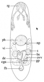 Protoplanella simplex