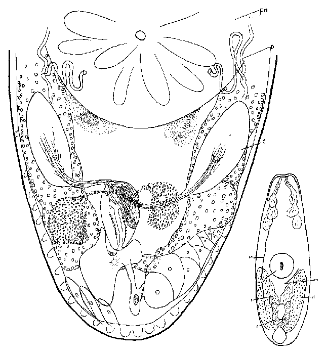 Protoplanella simplex