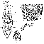 Rhomboplanilla bryophila