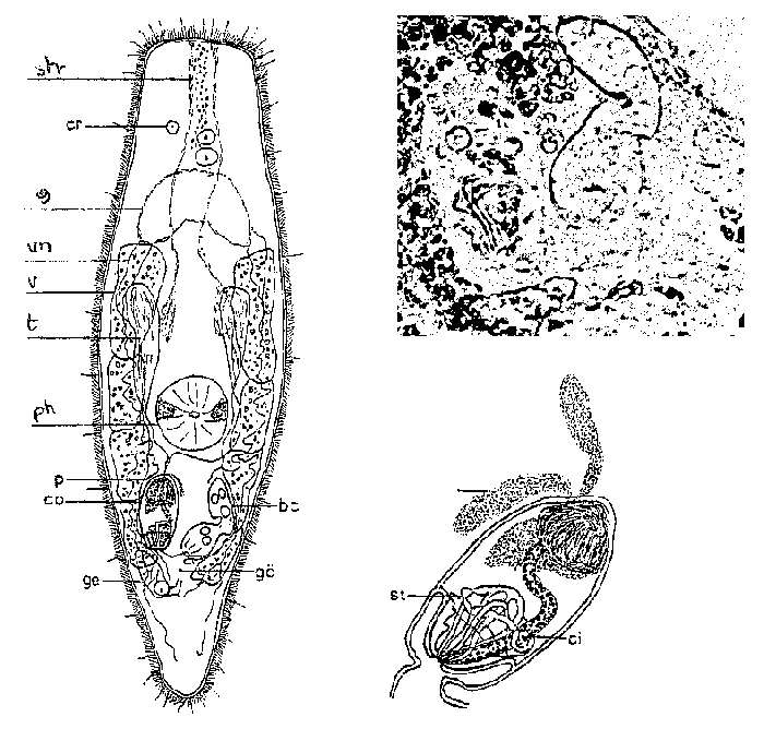 Olisthanelliola stylifera