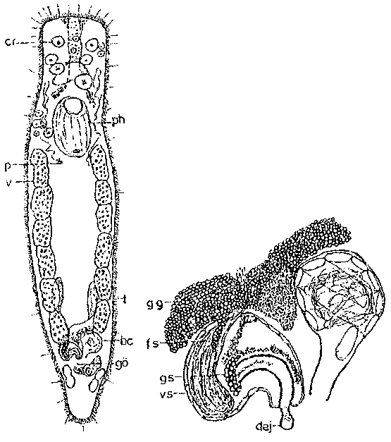 Protopharyngiella buchonina