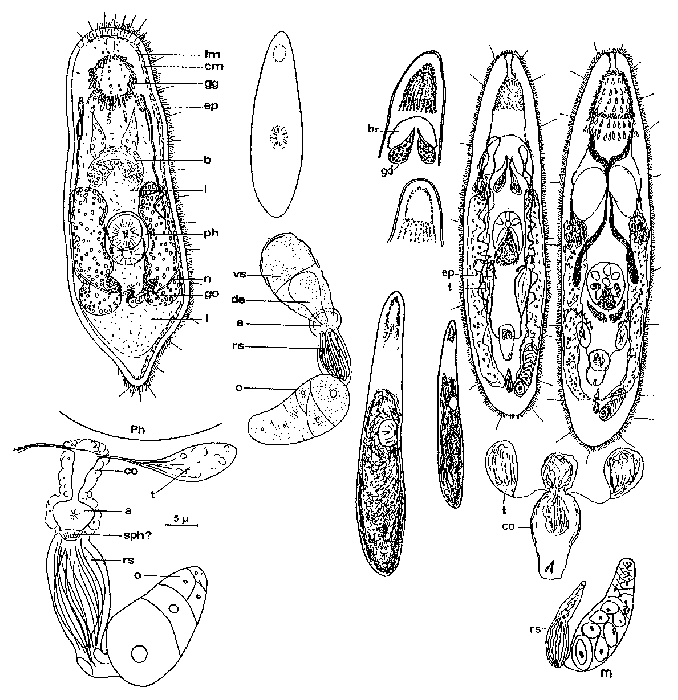 Pseudobockia limicola