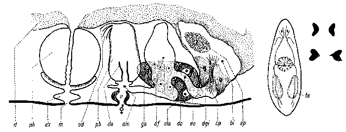 Vranjella gonophthalma