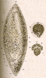 Olisthanella truncula