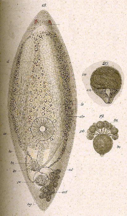 Olisthanella truncula