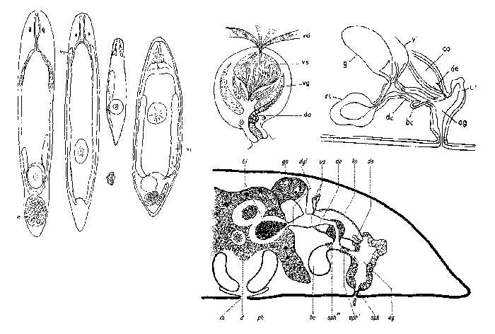 Olisthanella truncula