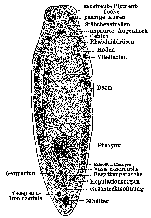 Olisthanella truncula