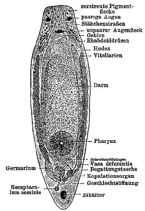 Olisthanella truncula