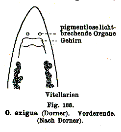 Olisthanella exigua