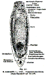 Olisthanella nassonoffii