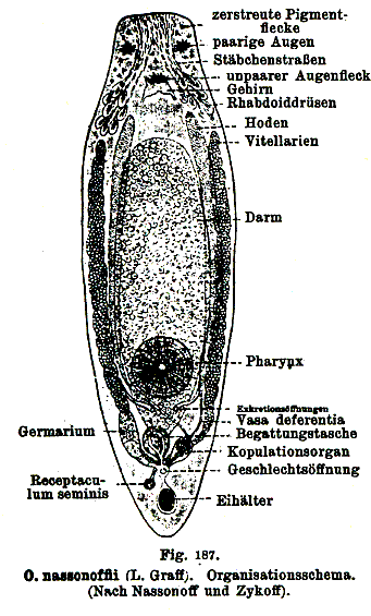 Olisthanella nassonoffii