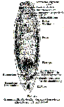 Platyhelminthes (flatworms)