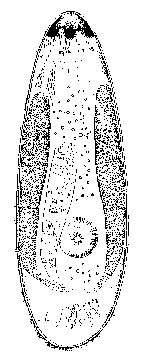 Olisthanella obtusa