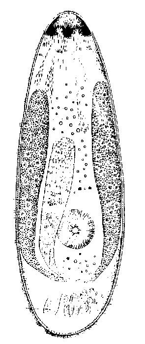 Olisthanella obtusa