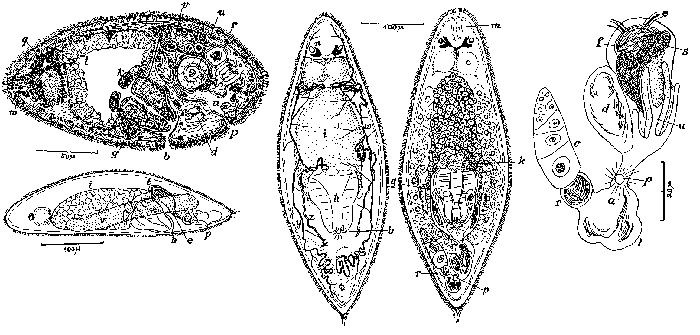 Olisthanella opistomiformis