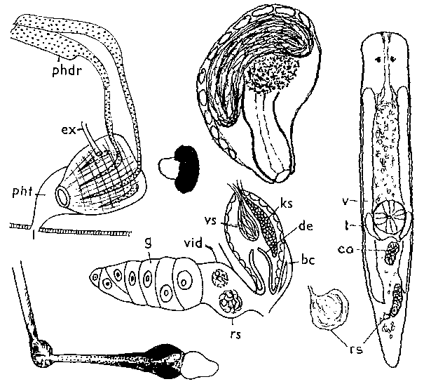 Olisthanella opistomiformis