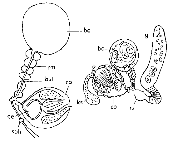 Olisthanella palmeni