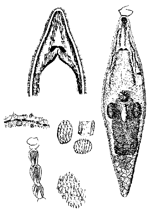 Rhynchomesostoma rostratum