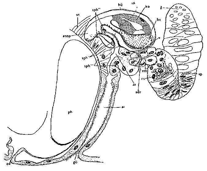 Rhynchomesostoma rostratum