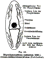 Rhynchomesostoma rostratum